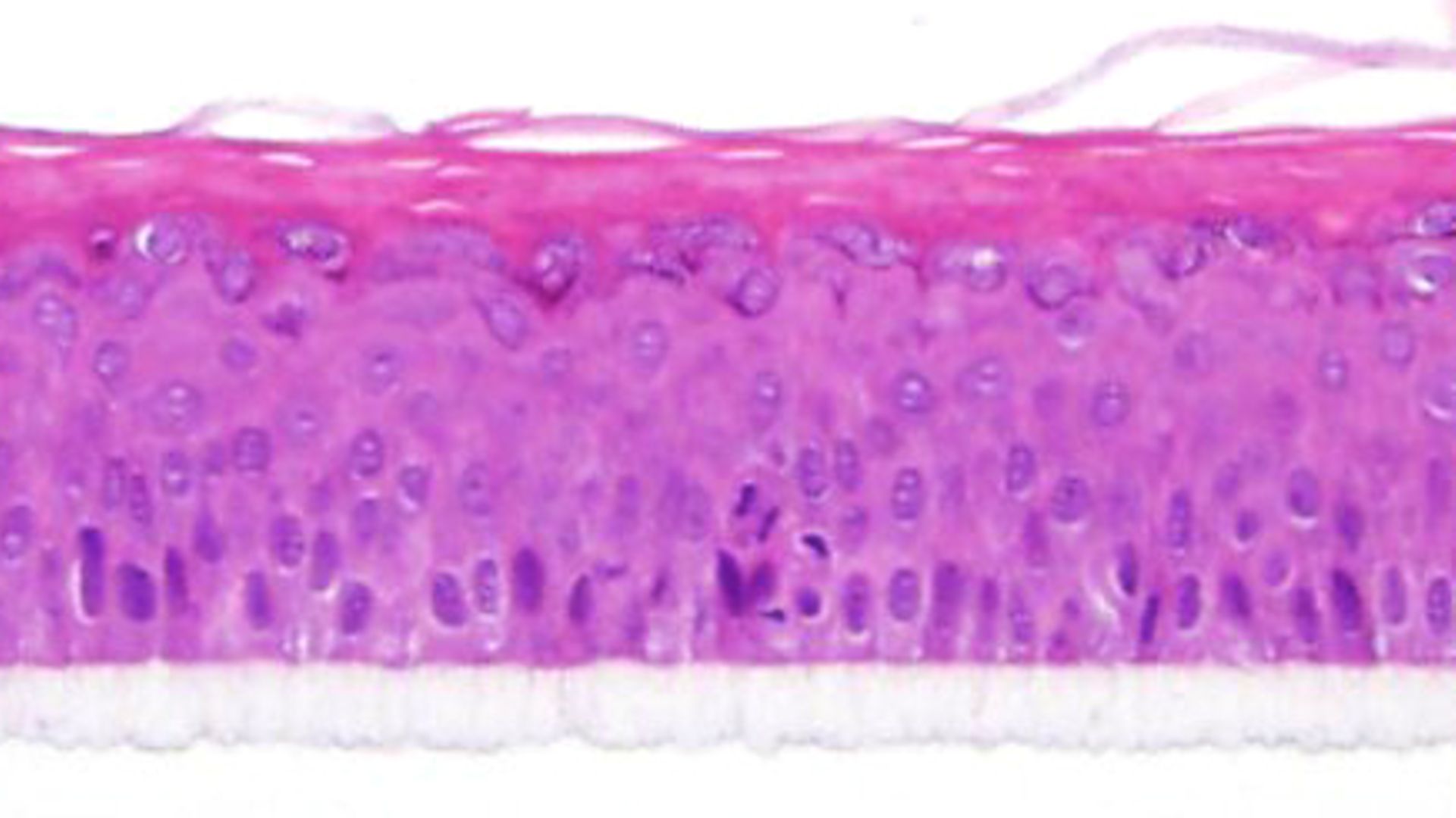 Mikroskopische Aufnahme eines epiCS®-Hautmodells