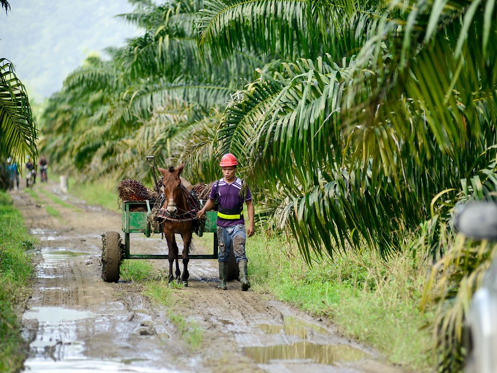 Un hombre y un caballo en una plantación de aceite de palma sostenible en Honduras. 